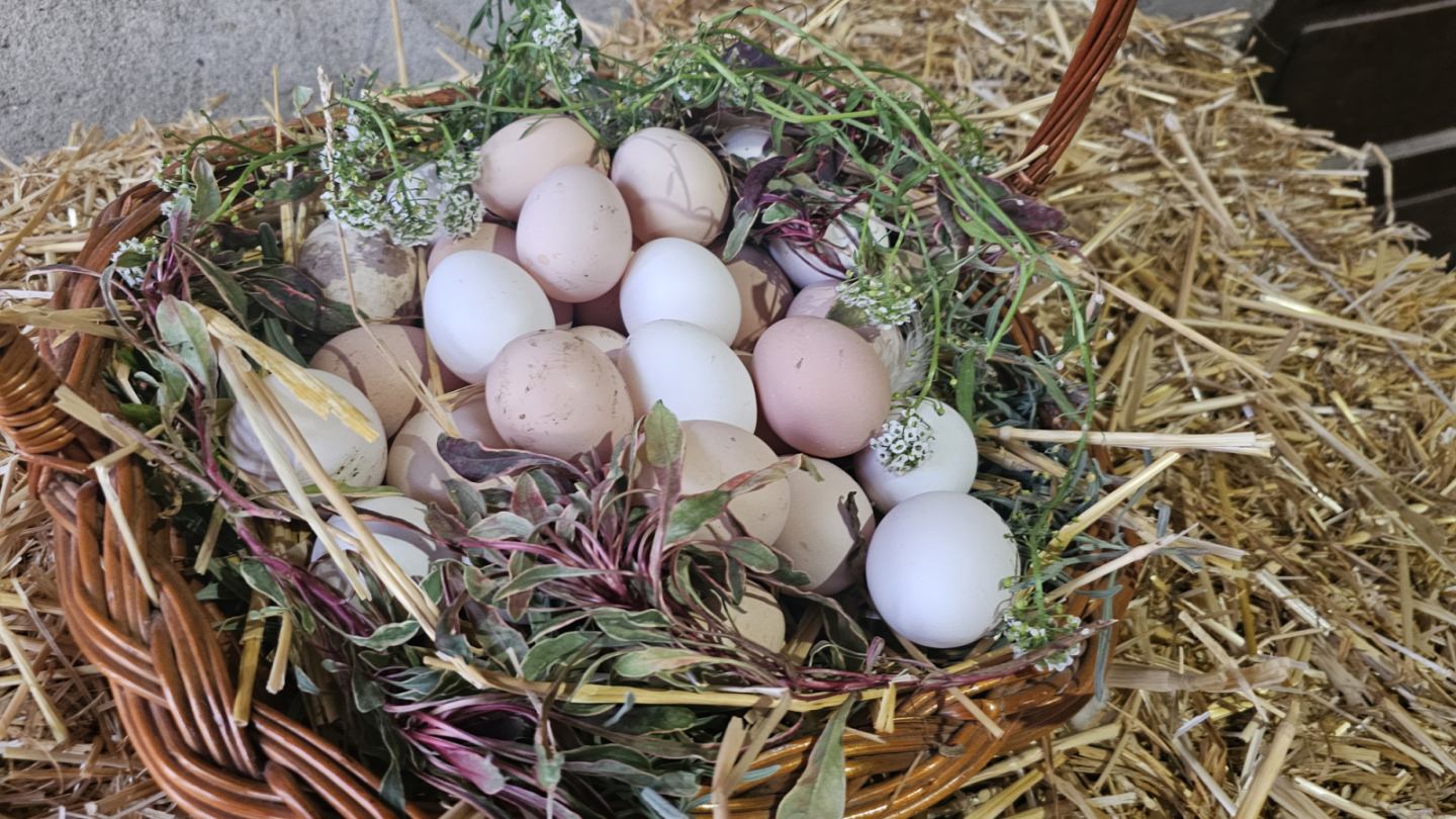 Домаћа јаја