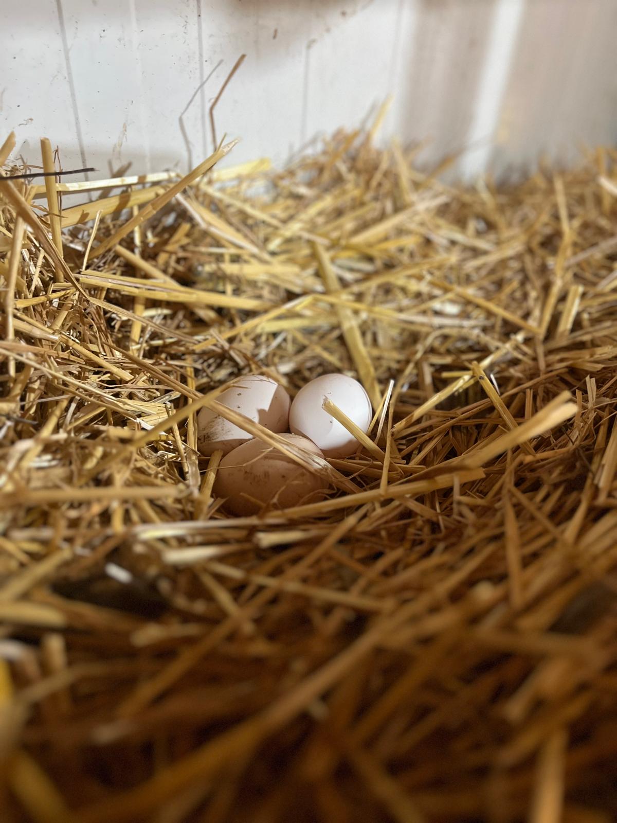 WhatsApp Image 2026-03-31 at 21.14.13