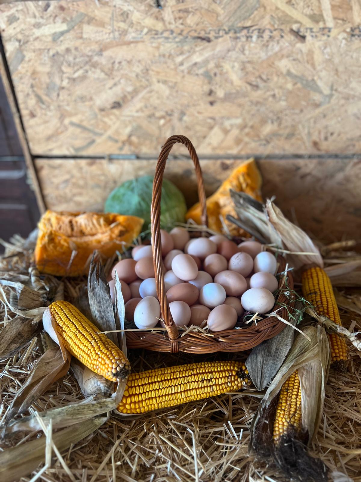 WhatsApp Image 2026-03-31 at 21.14.14