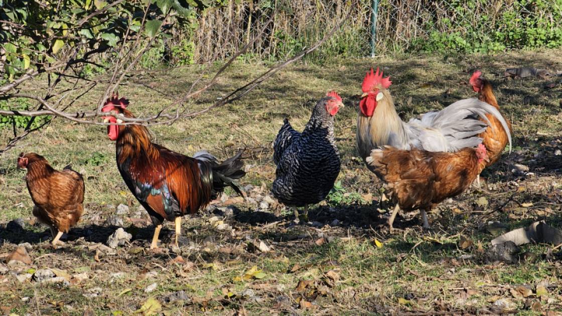 viber_slika_2026-03-23_20-32-26-381